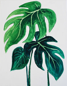 MONSTERA