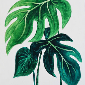 MONSTERA